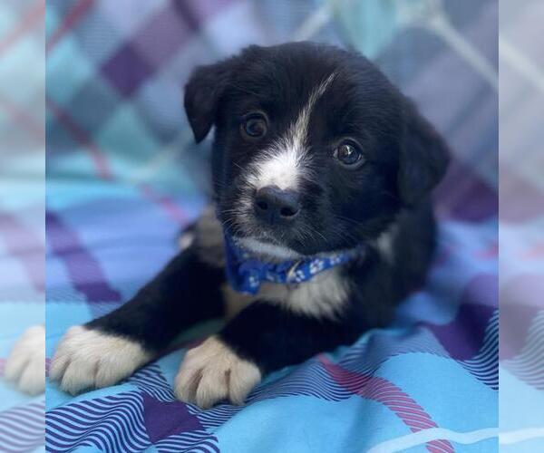 Medium Photo #3 Labrador Retriever-Unknown Mix Puppy For Sale in San Diego, CA, USA