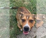 Small #41 American Pit Bull Terrier Mix