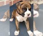 Small Photo #1 Boxer Puppy For Sale in TOMBALL, TX, USA