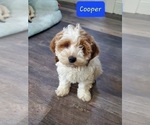 Small Photo #6 Cockapoo Puppy For Sale in GOSHEN, IN, USA