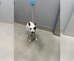 Small Texas Heeler Mix