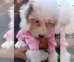 Small Photo #31 Maltipoo Puppy For Sale in BRISTOL, PA, USA