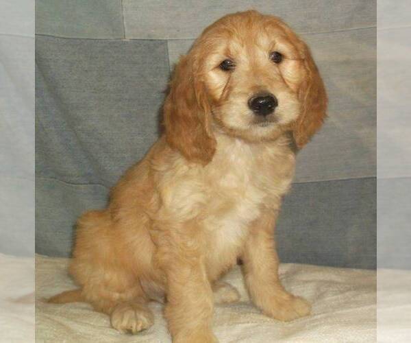 Medium Photo #1 Goldendoodle Puppy For Sale in THORP, WI, USA