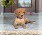 Small Photo #13 Golden Retriever Puppy For Sale in WOLCOTT, IN, USA