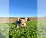 Small #9 French Bulldog