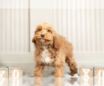 Small #3 Cockapoo