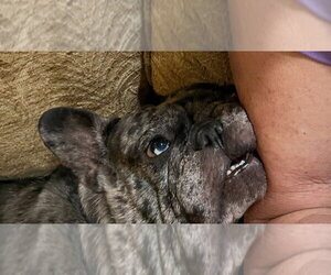 Big Bertha - Female French Bulldog-Unknown Mix Dog for Adoption - Photo #4