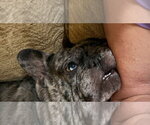 Small Photo #4 French Bulldog-Unknown Mix Puppy For Sale in Lakewood, CO, USA