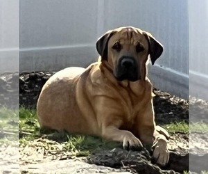 Juliana - Female Mastador Dog for Adoption - Photo #14