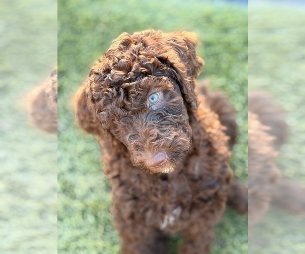 Medium Photo #4 Poodle (Standard) Puppy For Sale in APACHE JUNCTION, AZ, USA