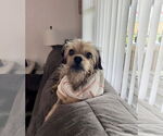 Small #1 Mutt