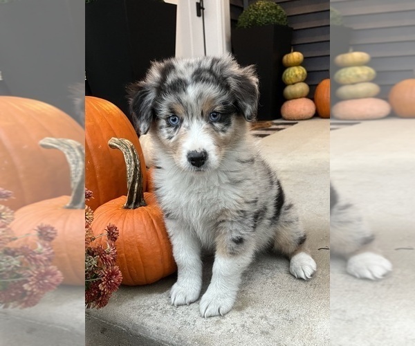 Medium Photo #3 Australian Shepherd Puppy For Sale in LODA, IL, USA