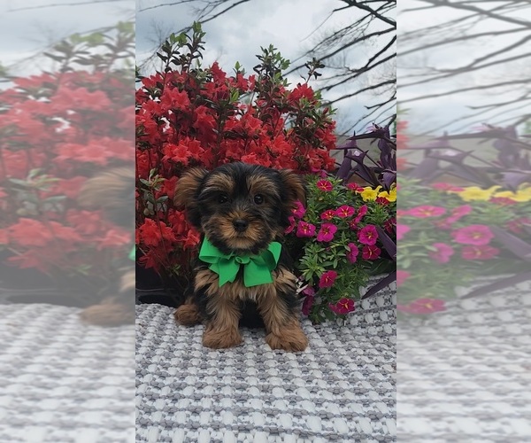 Medium Photo #4 Yorkshire Terrier Puppy For Sale in INDIANAPOLIS, IN, USA