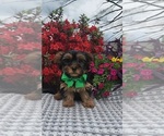Small #3 Yorkshire Terrier
