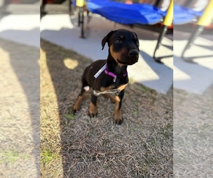 Doberman Pinscher Puppy for sale in SPRINGDALE, AR, USA