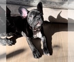 Small Photo #1 French Bulldog Puppy For Sale in GIG HARBOR, WA, USA