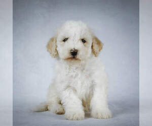 Poodle (Miniature)-Sheepadoodle Mix Puppy for sale in HOLMESVILLE, OH, USA