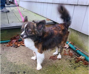 Chion Dogs for adoption in Oak Bluffs, MA, USA