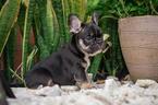 Small Photo #2 Bulldog Puppy For Sale in CUTLER BAY, FL, USA