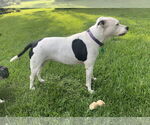 Small #10 American Pit Bull Terrier