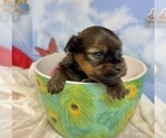 Small Photo #30 Morkie Puppy For Sale in CASSVILLE, MO, USA