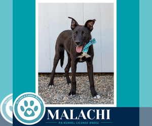 Malachi (Anabelle-Solomon Pup) 020726 - Male Borador Dog for Adoption - Photo #19