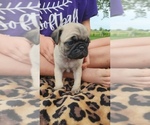 Puppy Puppy 1 Pug