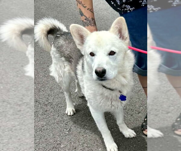 Medium Photo #1 Siberian Husky Puppy For Sale in Cedar Crest, NM, USA