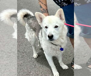 Siberian Husky Dogs for adoption in Cedar Crest, NM, USA
