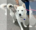 Small Siberian Husky