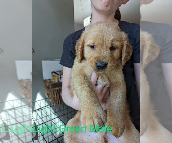 Medium Photo #2 Golden Retriever Puppy For Sale in LA PINE, OR, USA