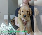 Small Photo #2 Golden Retriever Puppy For Sale in LA PINE, OR, USA