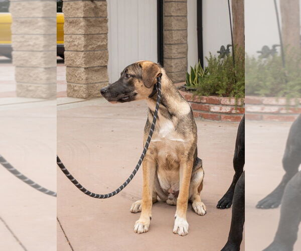 Medium Photo #18 Mutt Puppy For Sale in Lake Forest, CA, USA