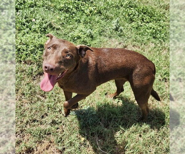 Medium Photo #3 Chocolate Labrador retriever-Unknown Mix Puppy For Sale in Rockaway, NJ, USA