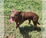 Small #2 Chocolate Labrador retriever Mix
