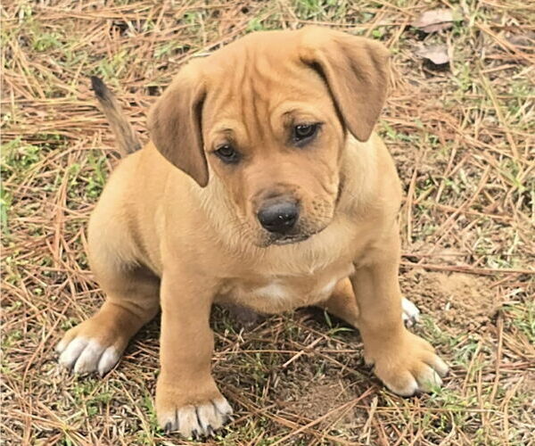 Medium Photo #3 Labloodhound Puppy For Sale in Alexander, AR, USA