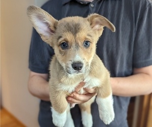 Pembroke Welsh Corgi Puppy for sale in VANCOUVER, WA, USA