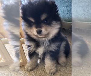 Chiranian Puppy for sale in ATLANTA, GA, USA