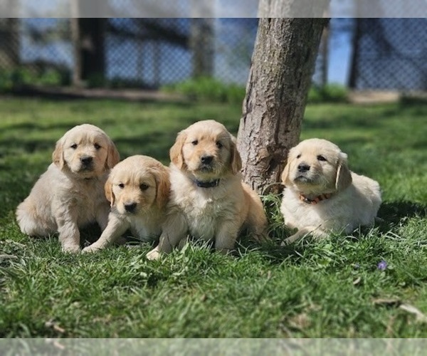 Medium Photo #5 Golden Retriever Puppy For Sale in PRINCEVILLE, IL, USA