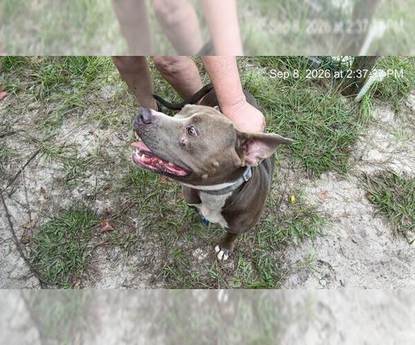 Medium Photo #1 American Pit Bull Terrier Puppy For Sale in Ocala, FL, USA