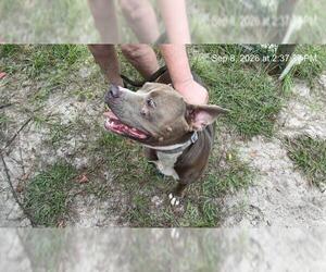 American Pit Bull Terrier Dogs for adoption in Ocala, FL, USA