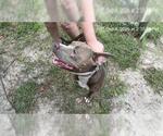Small American Pit Bull Terrier