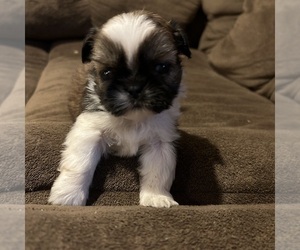 Shih Tzu Puppy for sale in BRIDGETON, NJ, USA