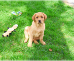 Small #4 Labrador Retriever