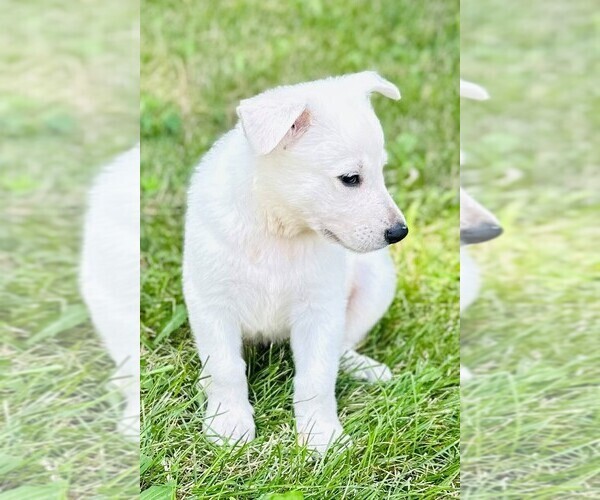 Medium Photo #2 German Shepherd Dog Puppy For Sale in CARDINGTON, OH, USA