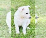 Small #1 German Shepherd Dog