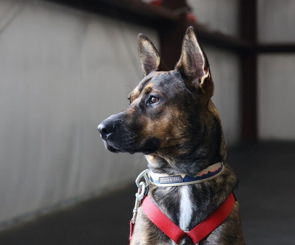 Medium Photo #6 Mutt Puppy For Sale in The Woodlands, TX, USA