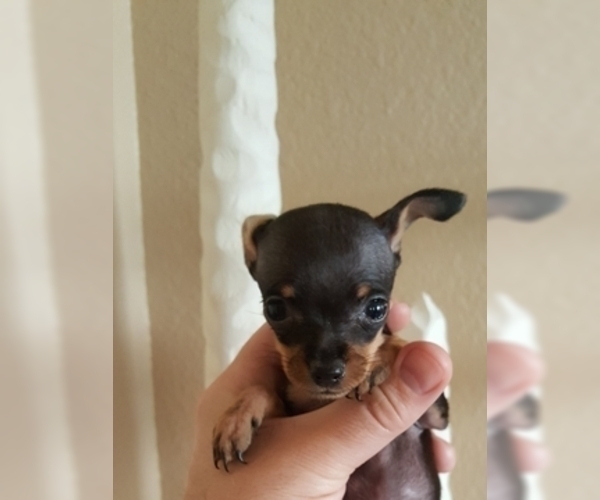 Medium Photo #11 Miniature Pinscher Puppy For Sale in BULGER, PA, USA