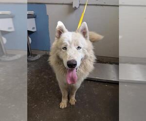 Samoyed Dogs for adoption in Camarillo, CA, USA