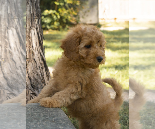 Medium Photo #4 Cavapoo (Miniature)-Goldendoodle Mix Puppy For Sale in SAINT MARYS, KS, USA